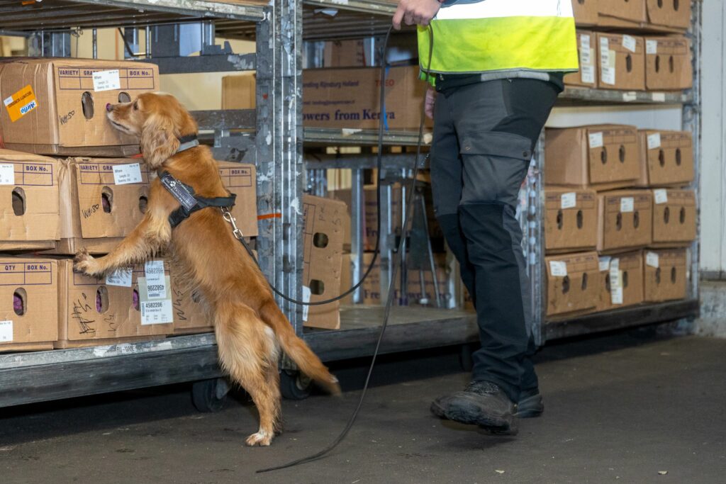 Een hond inzetten voor de veiligheid van je bedrijf. Dat kan via Weerbare Sierteeltsector.